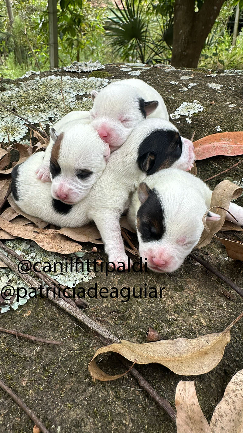 Filhote Jack Russell Terrier macho bicolor
